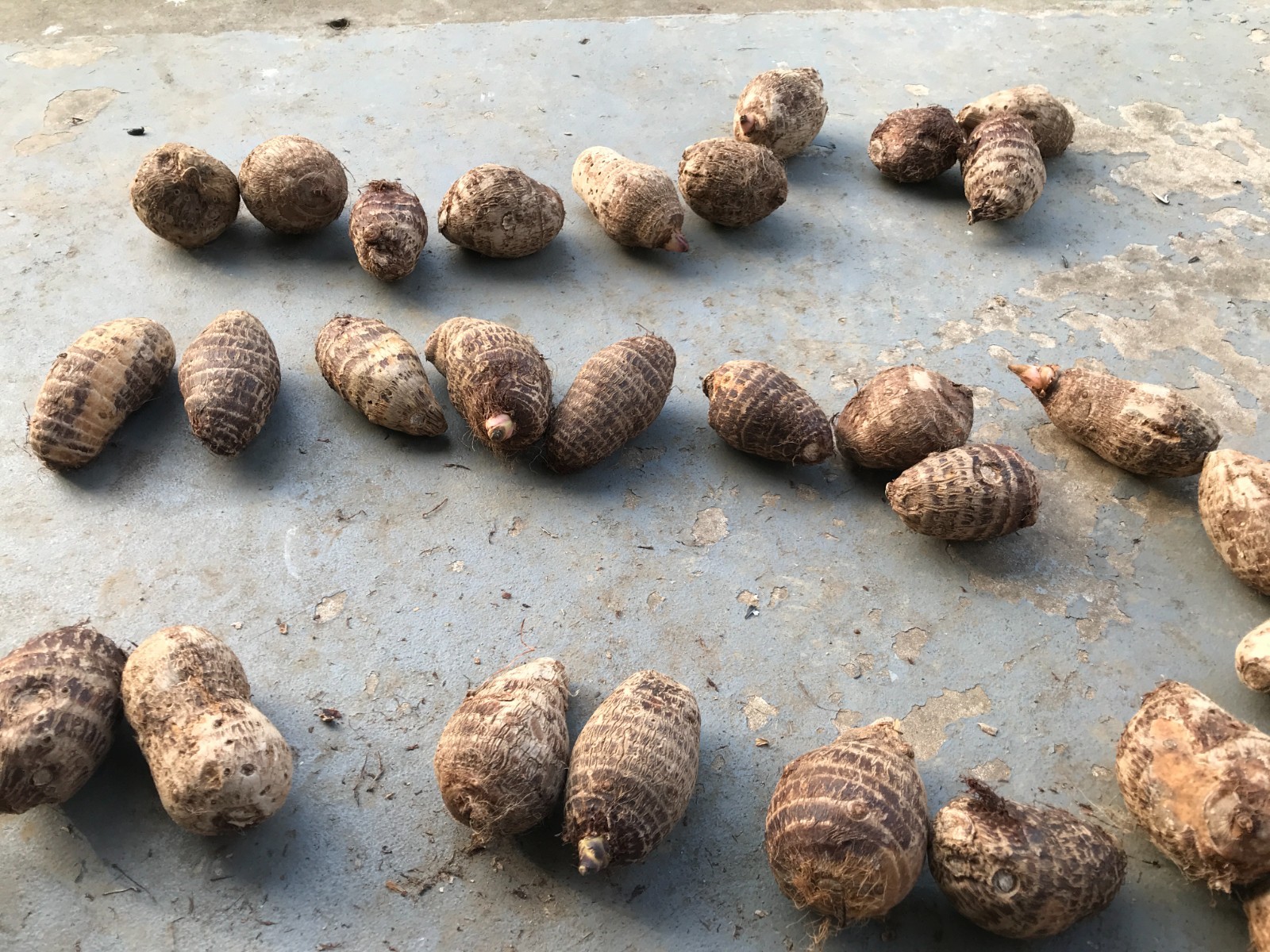 1 LIVE Colocasia Esculenta Elephant Ear Taro Gabi Kalo Eddo Bulbs READY to GROW