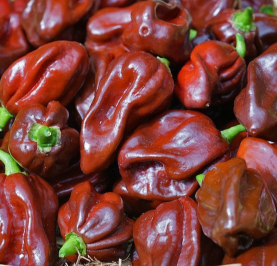 CHOCOLATE HABANERO PEPPER SEEDS 20+ HOT pepper VEGETABLE garden FREE SHIPPING
