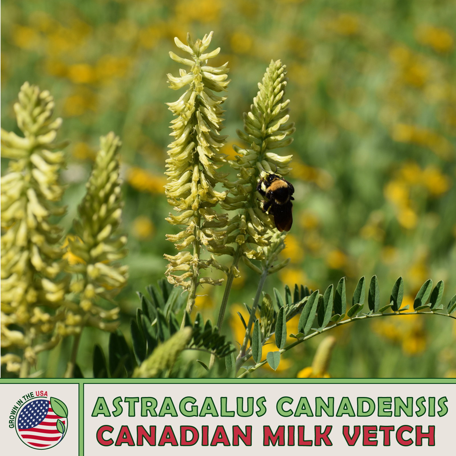 250 Canadian Milk Vetch, Astragalus canadensis, Native Bee & Butterfly Attractor