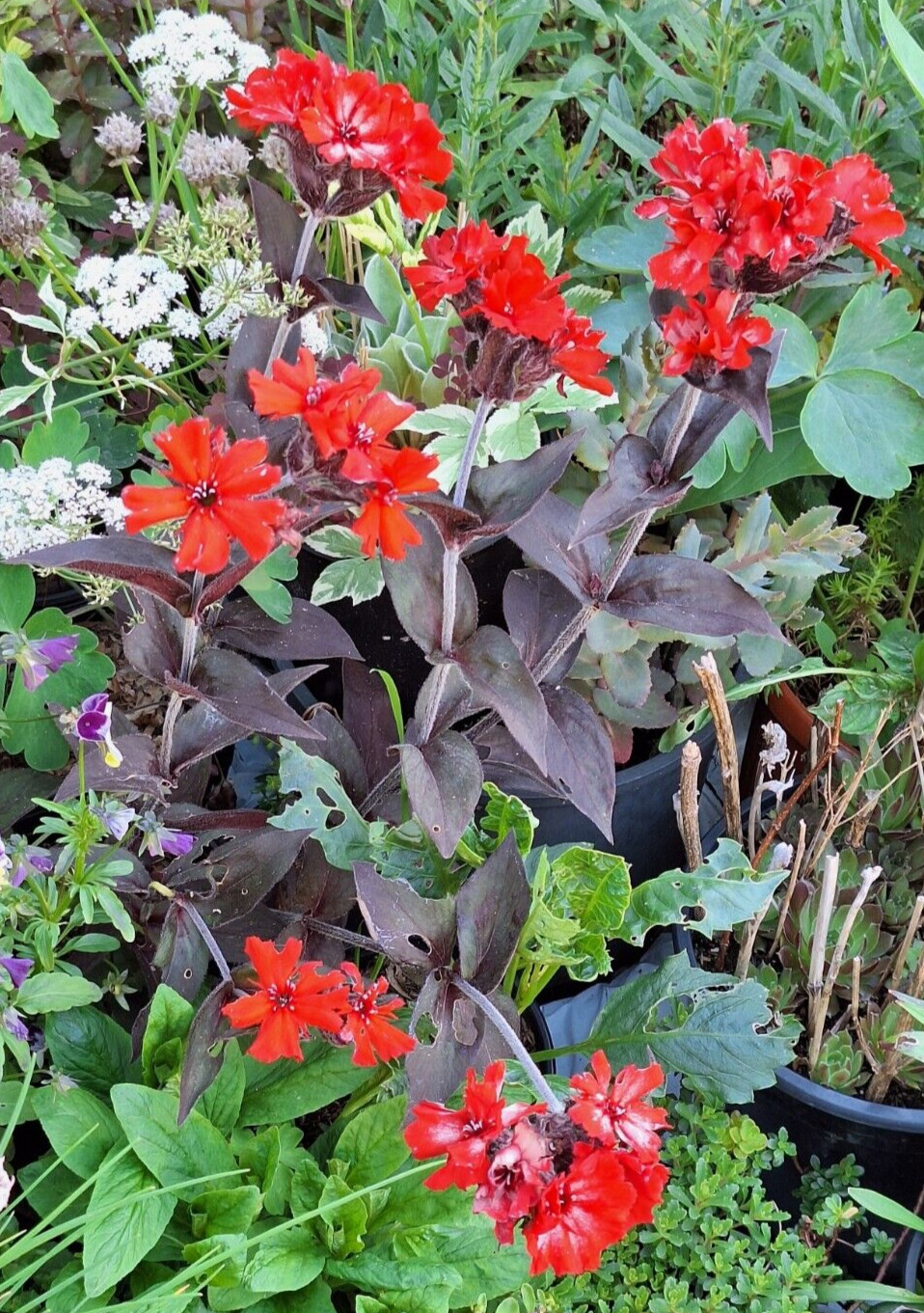 50 seeds lychnis arkwrightii vesuvius scarlet, dark leaves, rare flower