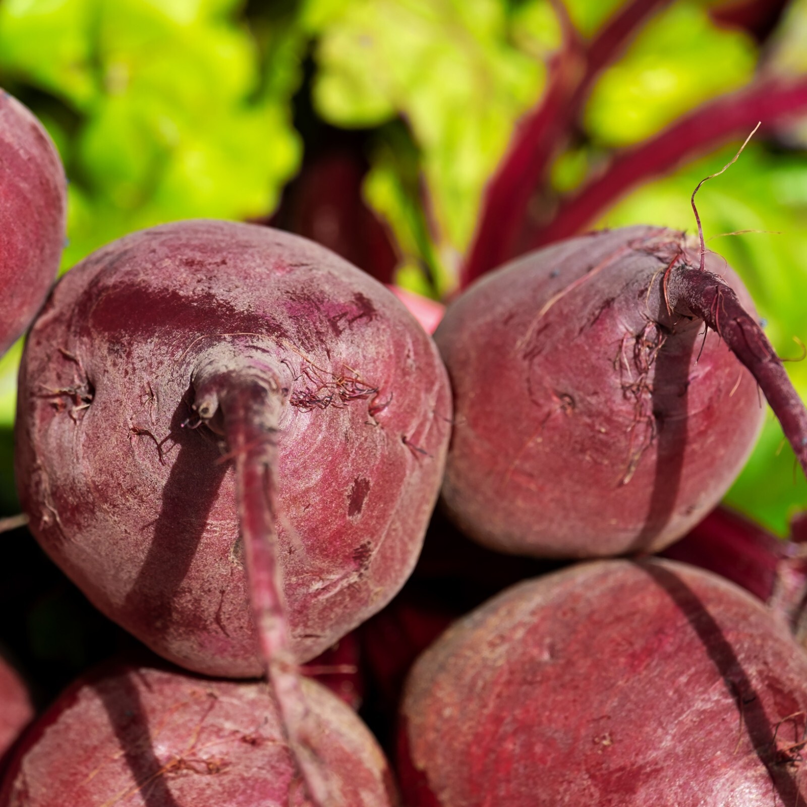 Beet Detroit Dark Red Seeds, Sweet Roots, Non-GMO, Free Shipping
