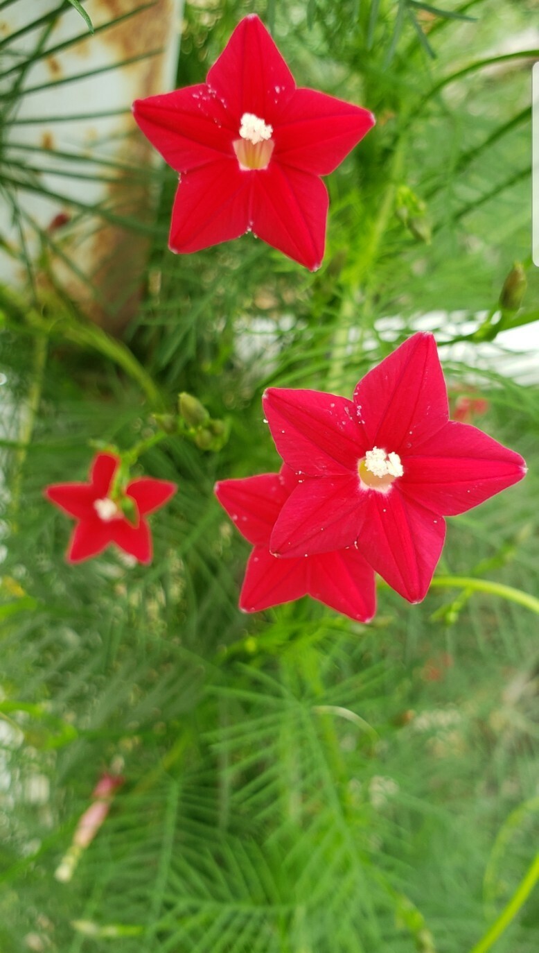 Red Cypress vine Seeds 1/2oz (900) Hummingbird vine
