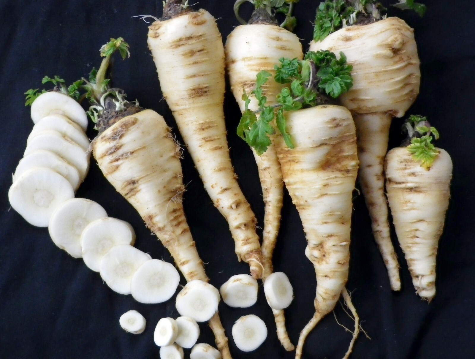 250 HARRIS EARLY MODEL PARSNIP SEEDS NON-GMO GARDEN FRESH HARVEST