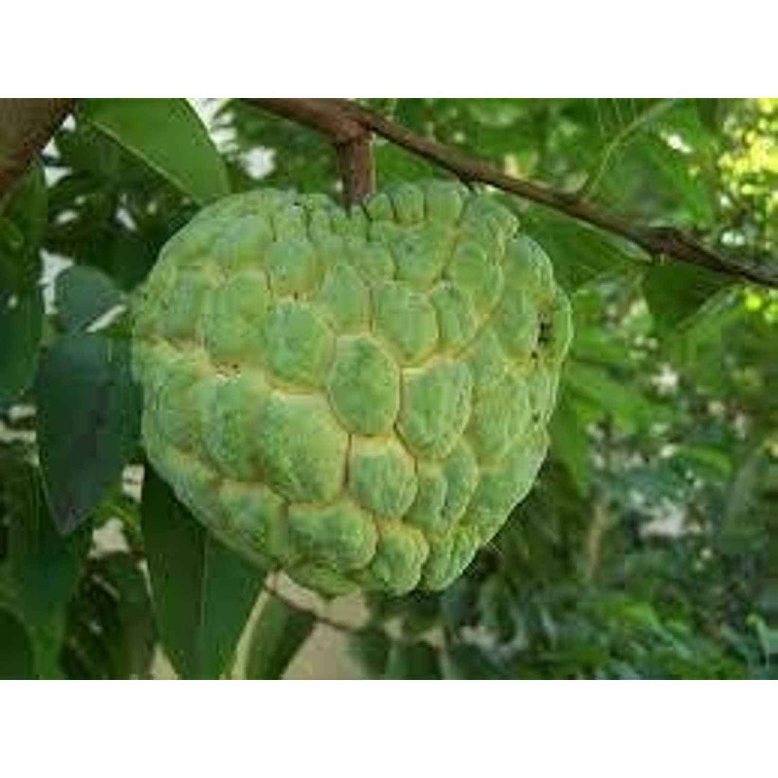 Custard Sugar Apple Fruit Tree Seeds Sweetsop Annona Squamosa Sweet – 50 seeds