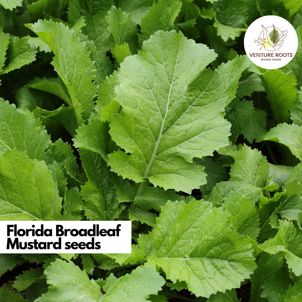 Florida Broadleaf Mustard Seeds – Brassica juncea
