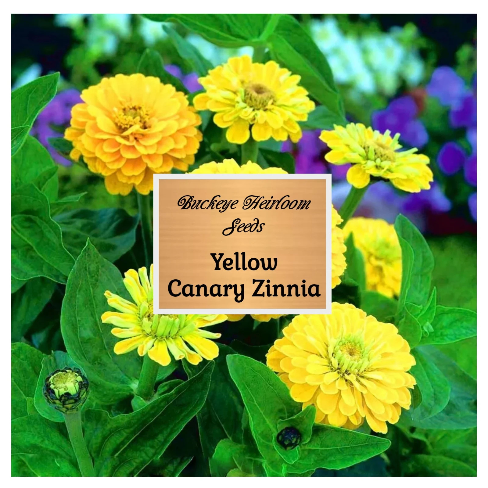 Zinnia | Canary Bird | 100 Seeds | Easy to Grow | Non GMO (Zinnia elegans)