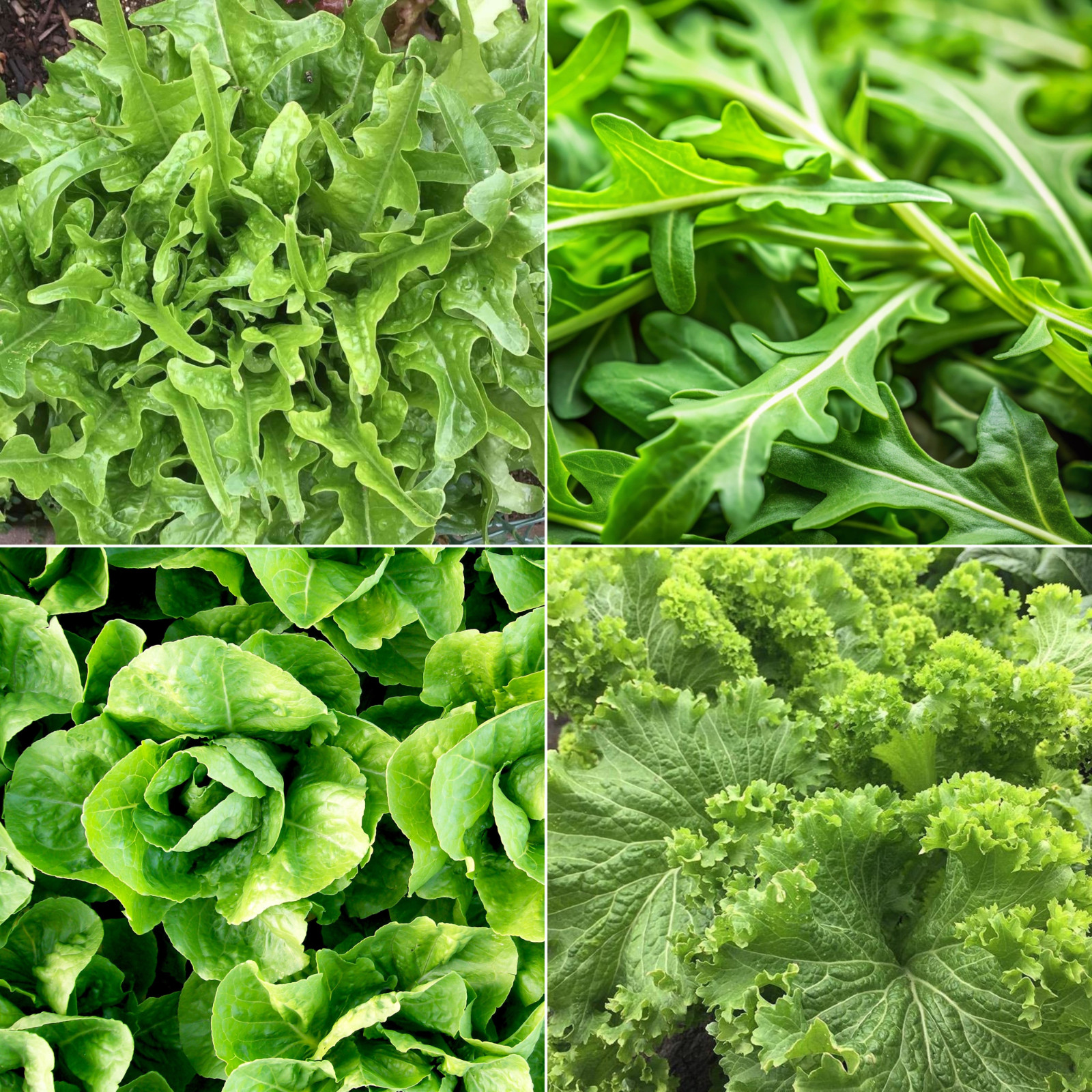 Arugula, Oakleaf, Romaine, Mustard Seeds Set, Lettuce, Non-GMO, Free Shipping