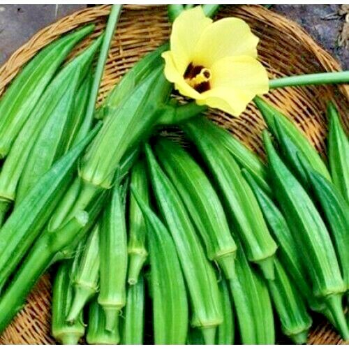 40+PERKINS DWARF OKRA Seeds Compact 4′ Plant Full Size 8″ Pods Garden Container