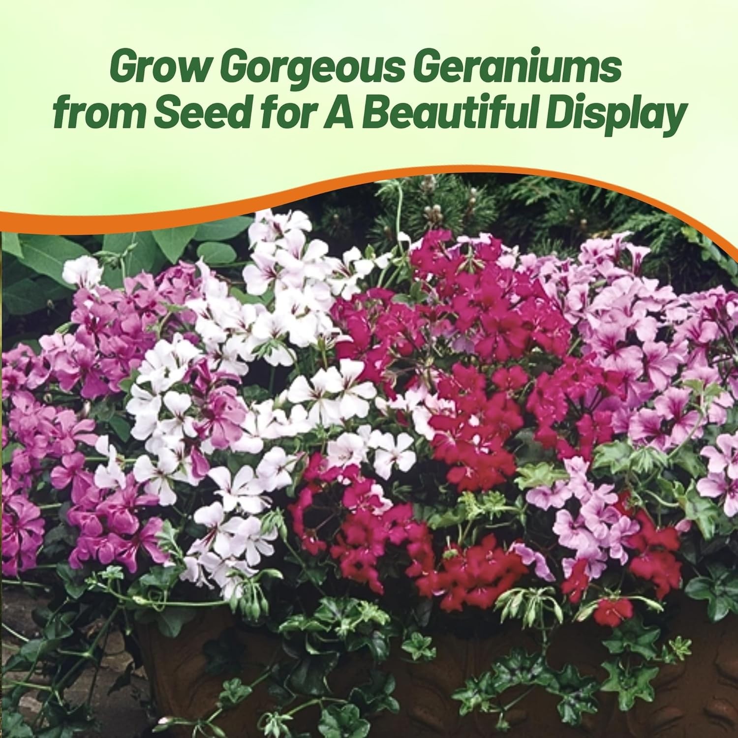 20 Seeds Flower Seed – Ivy Leaf Geranium Seeds Mix