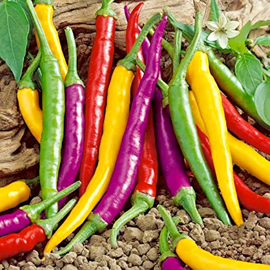 Peppers Hot Chili Cayenne Thin – Anaheim Chili – Cayenne Piñata Blend, non GMO