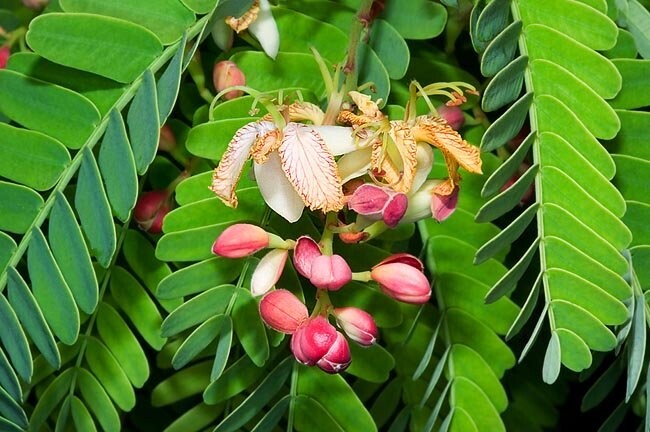 Tamarindus Indica 100 Seeds, Ornamental Tamarind Medicinal Edible Fruit Tree