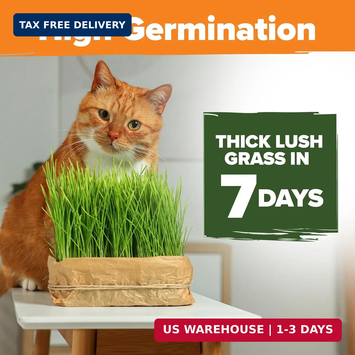 Home Grown 3200+ Indoor Cat Grass Refill – Non-GMO USA Grown Catnip, Oat & Alfal