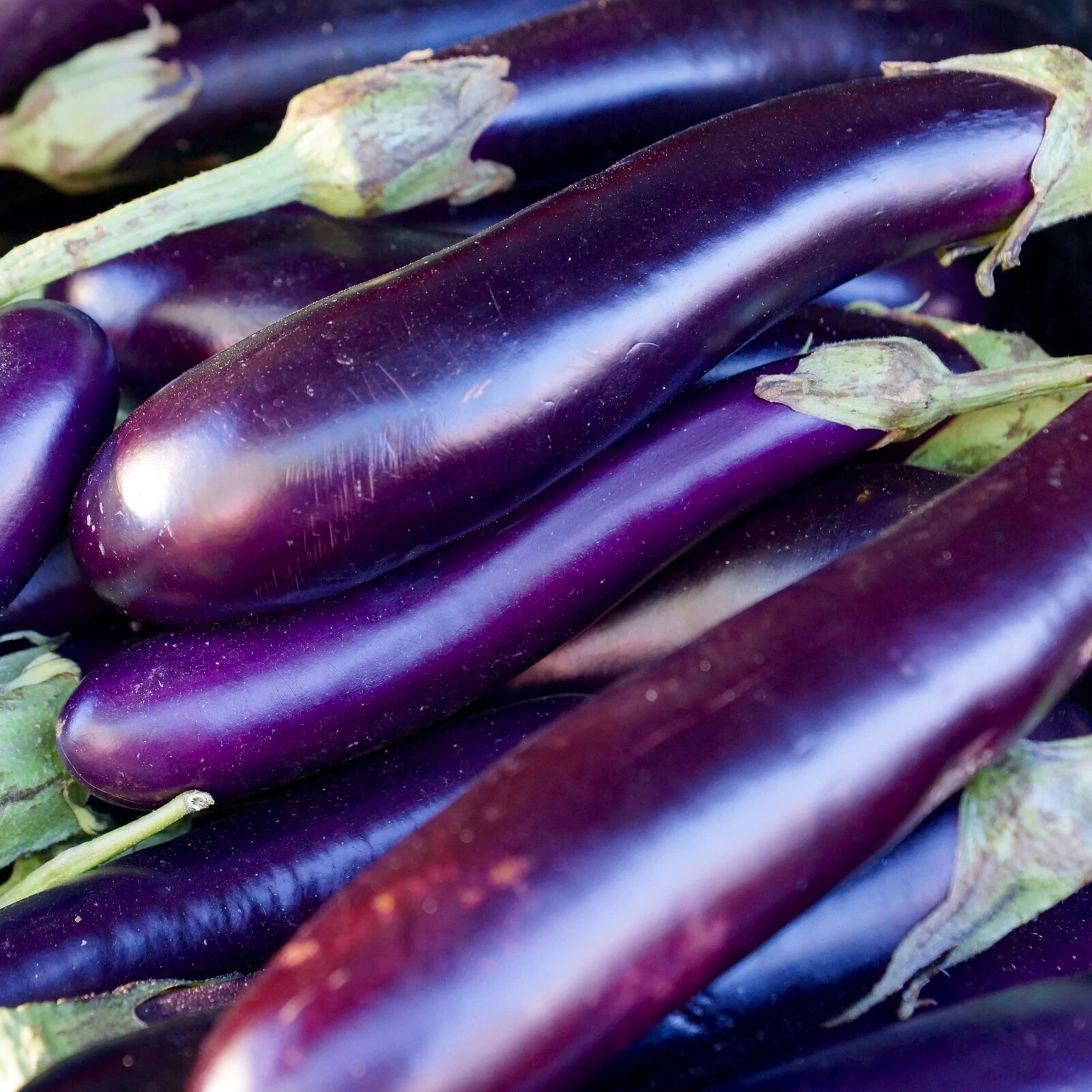100 LONG PURPLE EGGPLANT GARDEN SEEDS – NON-GMO, HEIRLOOM USA SELLER