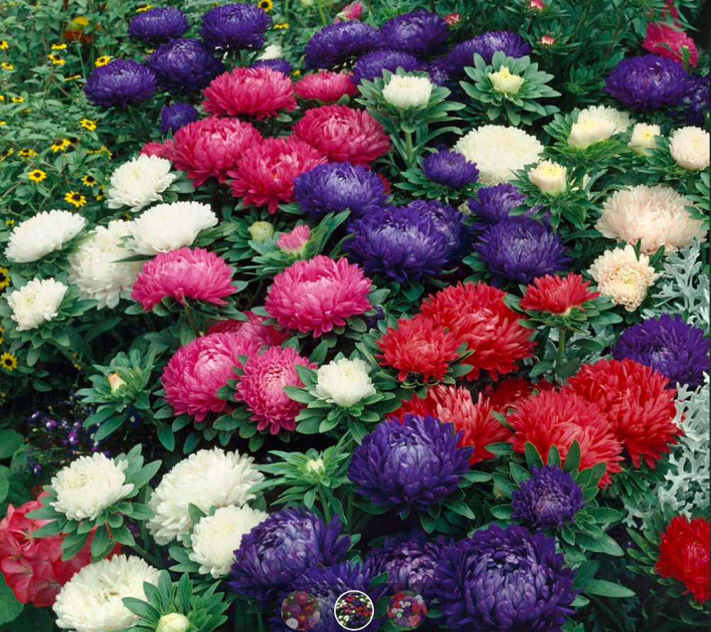 50 Seeds ASTER MILADY MIX Callistephus Dwarf, 10” tall, 3” flowers, fresh