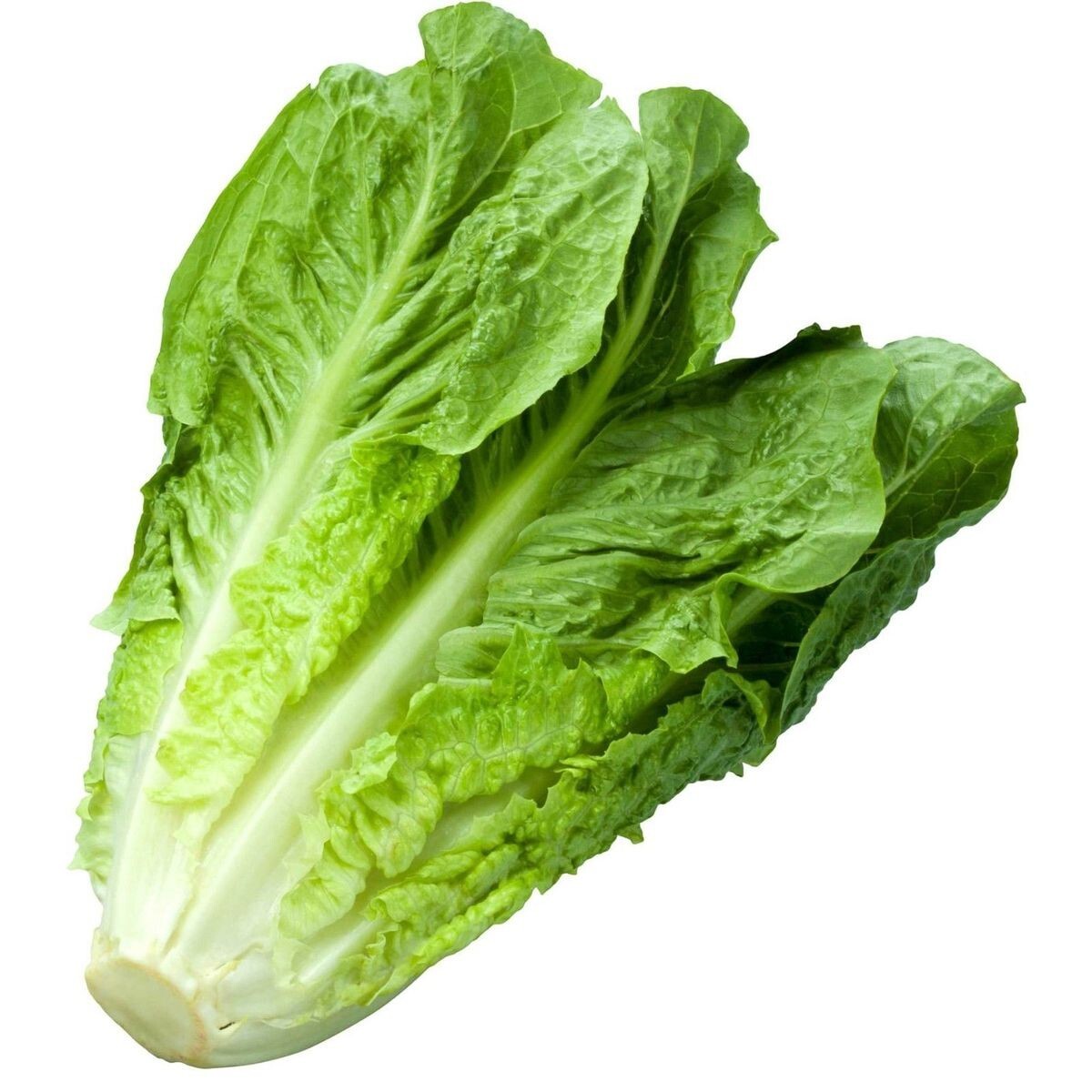 500+ Romaine Lettuce Seeds Parris Island | Non-GMO Fresh