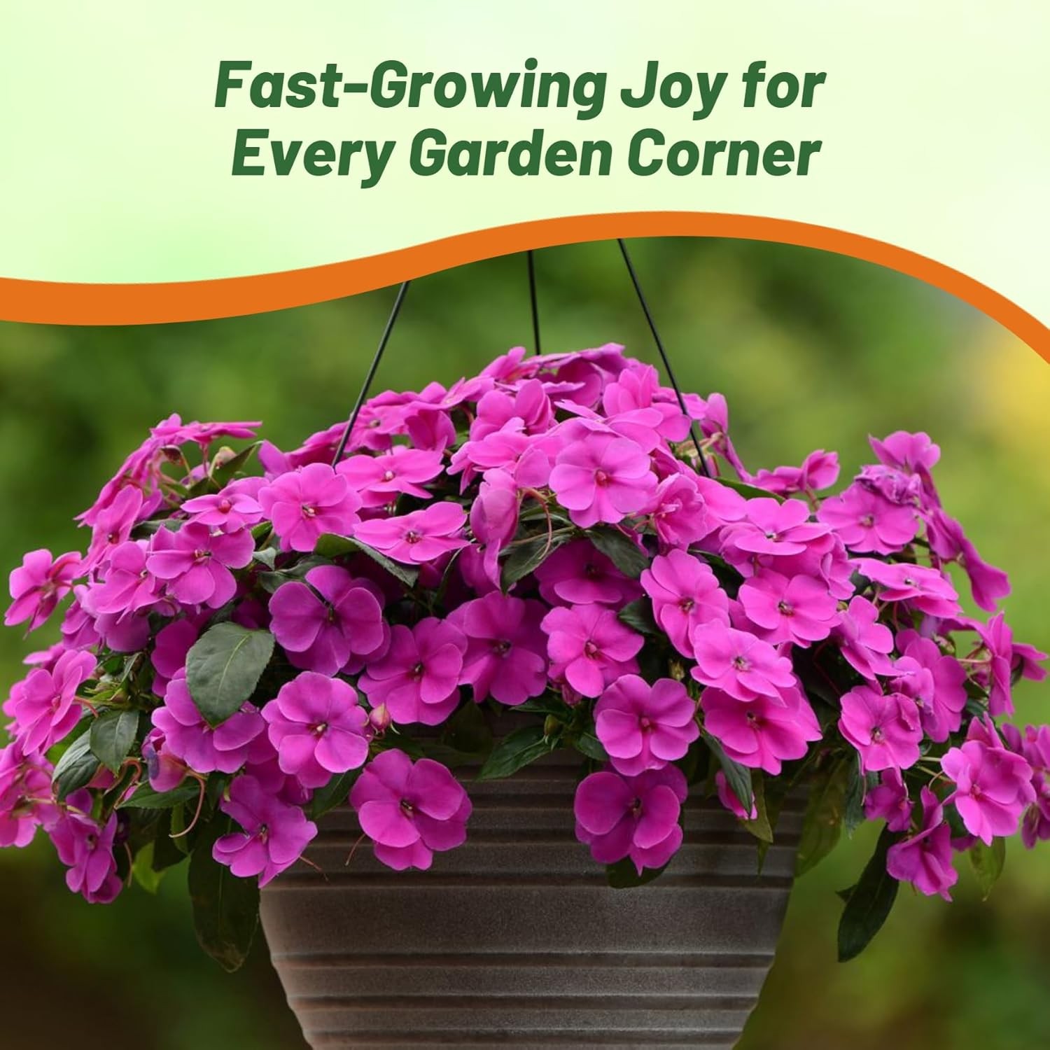 100 Seeds Impatiens Flower Seeds – Violet Impatiens