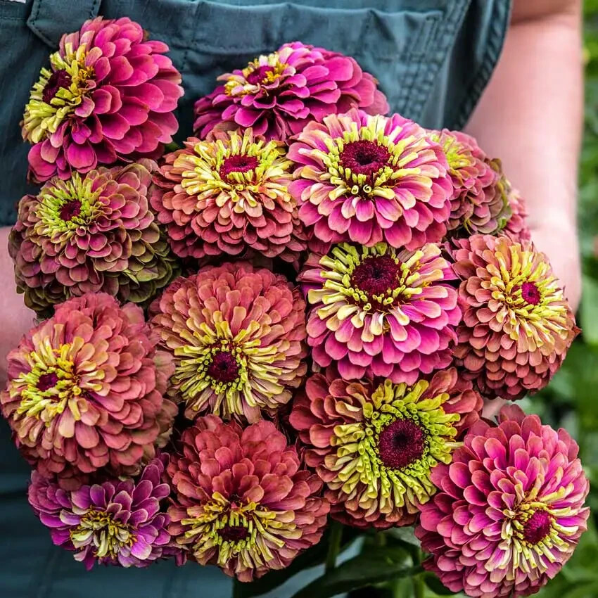 100+ Queen Lime Red Zinnia Seeds for Garden Planting – USA – FREE SHIPPING!