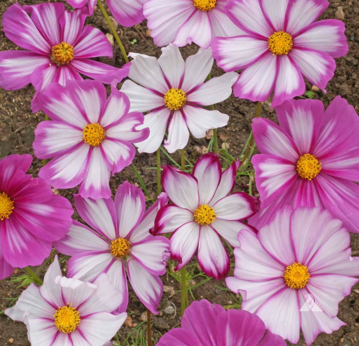 Cosmos Candystripe Seeds 100 Ct Flower USA SELLER FREE SHIPPING BUTTERFLIES