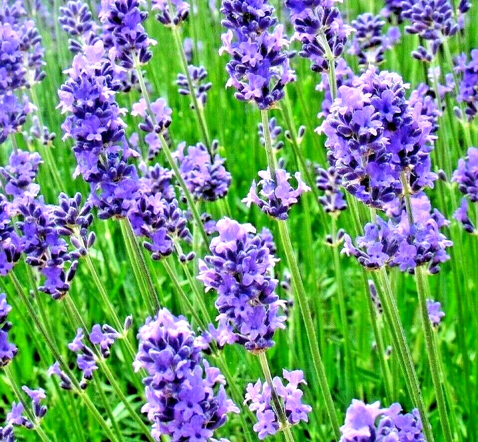 800+ LAVENDER SEEDS AUTUMN PERENNIAL MOSQUITO BUG REPELLING HERB BEES NON-GMO US