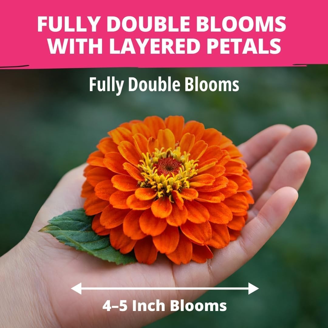 Zinnia Dahlia Seeds Pack for 2026 Non GMO 524 Flower Seeds | Vibrant Zinnia E…