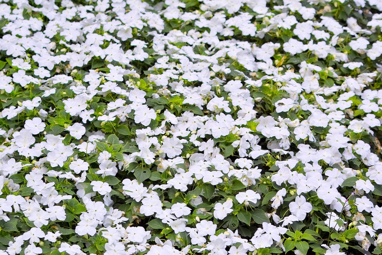 50 DWARF WHITE IMPATIENS Walleriana Sun or Full Shade Flower Seeds *Flat Ship