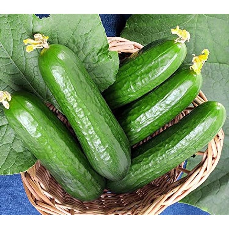 Muncher Burpless Cucumber: 20 Seeds