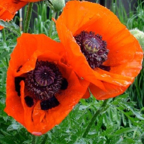 2,500 Prince of Orange Perennial Orientale Poppy Seeds For Planting. Huge Blooms