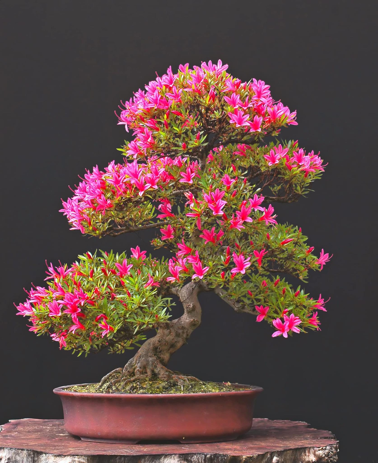 Pink Azalea Bonsai Tree Seeds for Planting- 30 Seeds – Prized Flowering Bonsai S