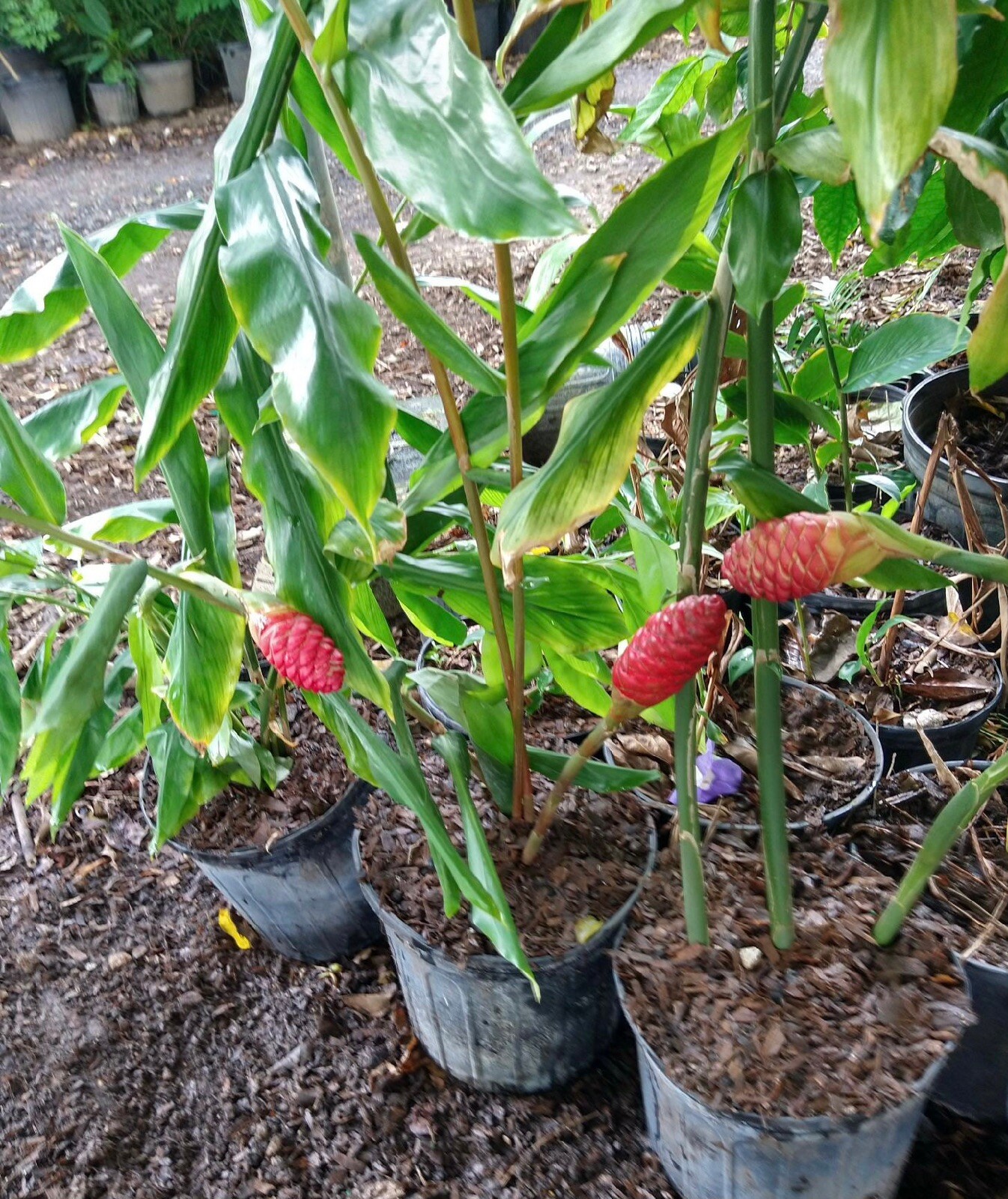 Shampoo Ginger Rhizomes x6 (Free x2 SUPRISE SLIPS p/ single order) Multiplies!
