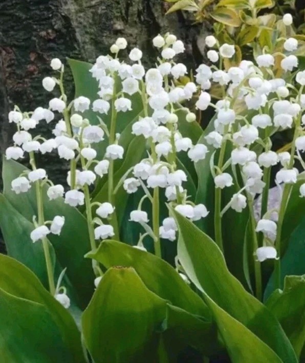 5 LILY OF THE VALLEY~CONVALLARIA MAJALIS~LIVE PLANTS~ROOTED PIPS~FRAGRANT!!