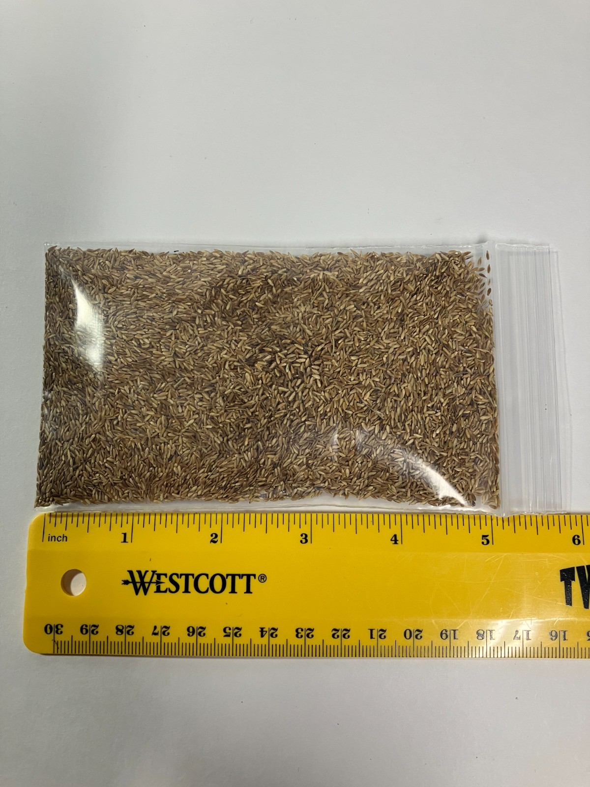 Zenith Zoysia 12,000+ Grass Seeds for a Healthy, Low-Maintenance Lawn ~ 1 ounce