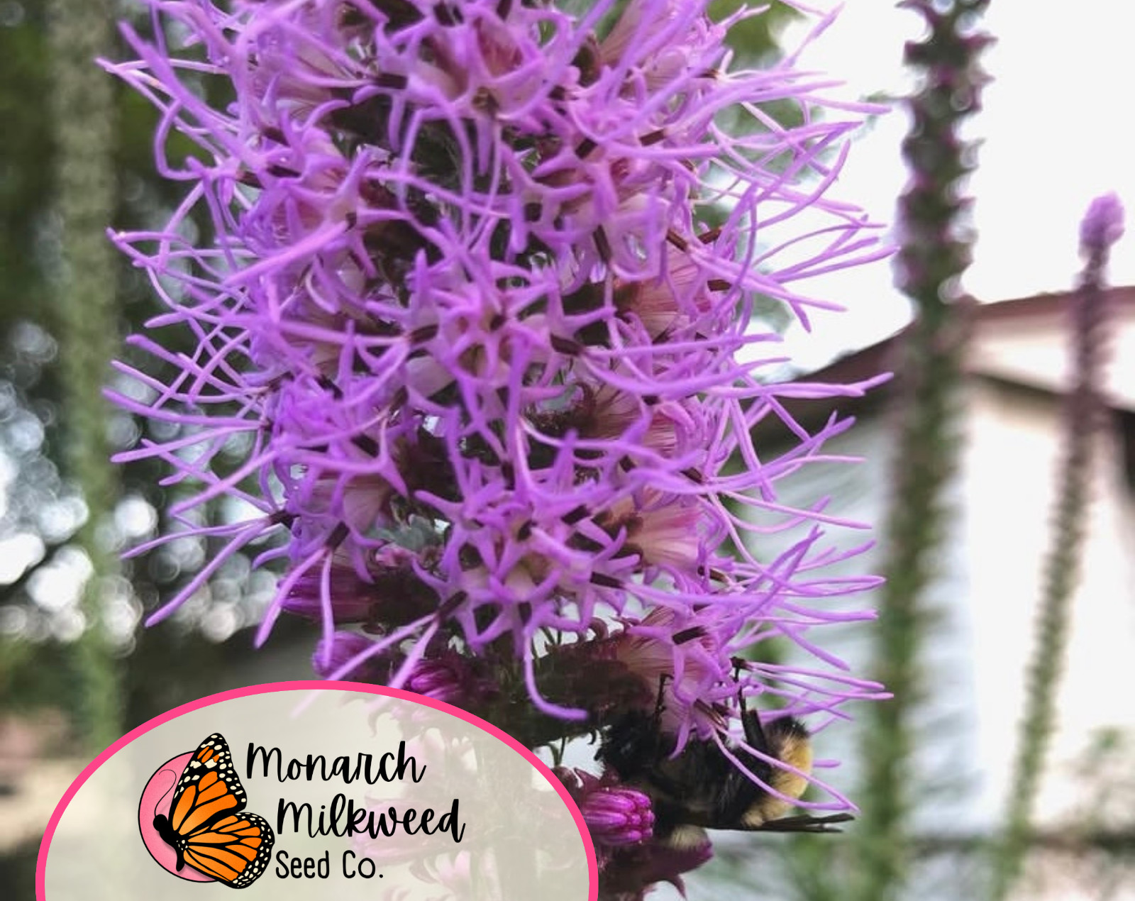 500+ Marsh Blazing Star Seeds | Native Wildflowers, Liatris spicata, Gayfeather