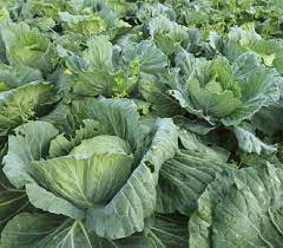 Premium Morris Heading Collard Greens – Fresh Organic Heirloom Seeds – Delicious