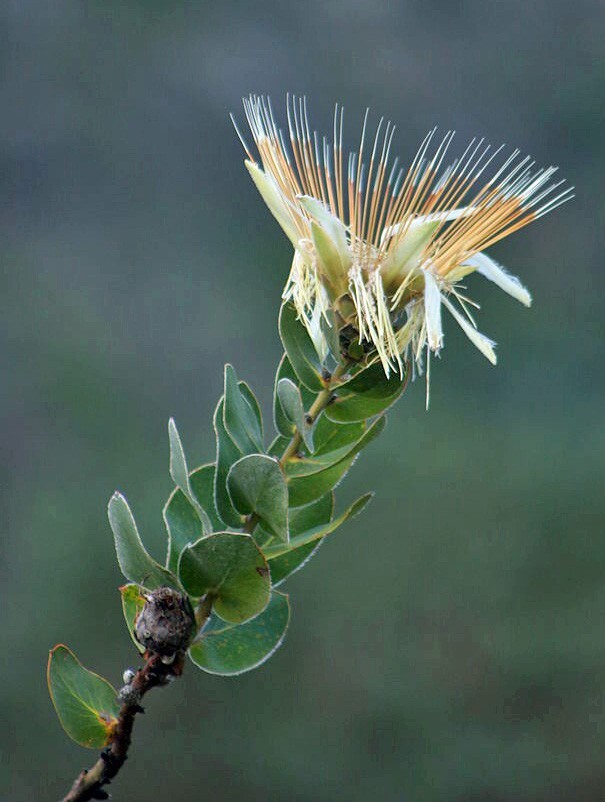 Protea aurea ssp. potbergensis | Potberg Sugarbush | 5 Seeds