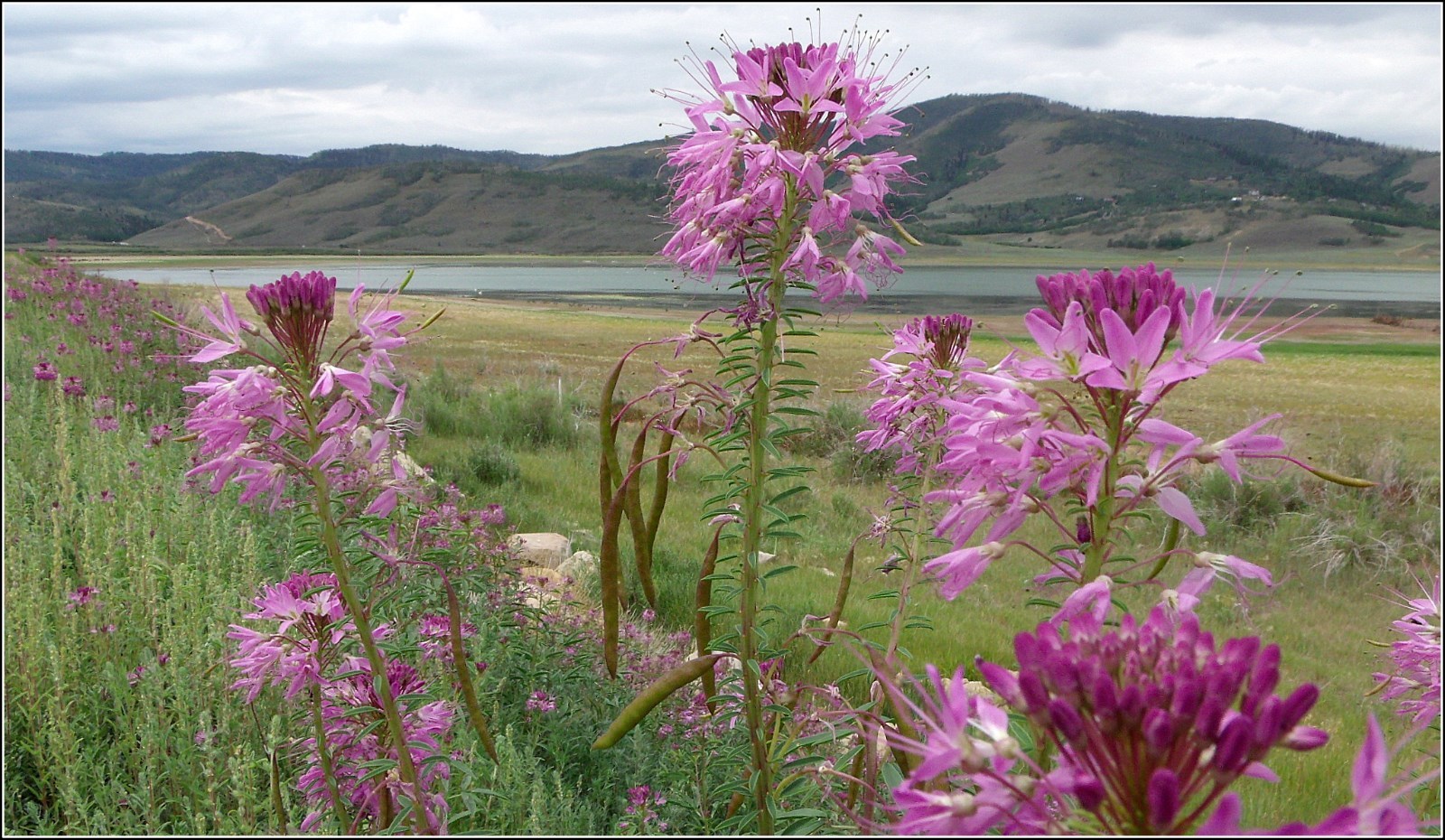 101+Rocky Mountain BEE PLANT Seeds Native Wildflower Flower Garden Pollinators