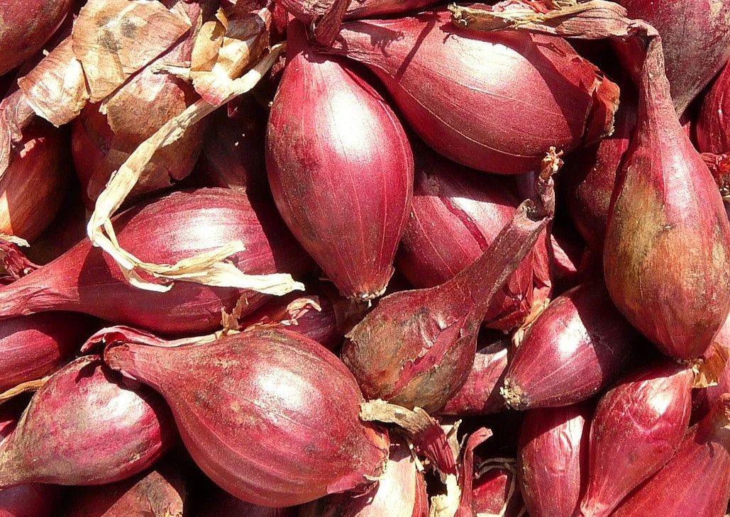 Red Tropea Onion Seeds | Italian Rossa Di Cipolle Torpedo Long Onions Seed 2025