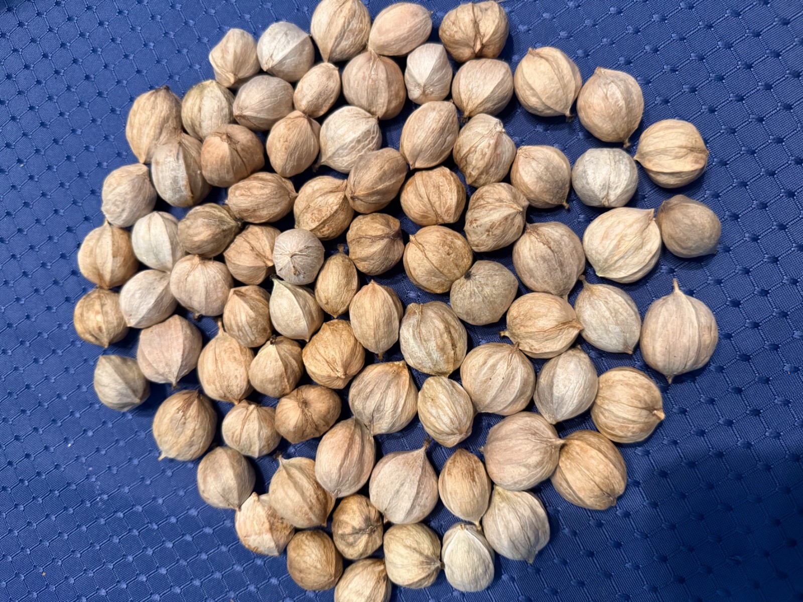 75 Hickory Nuts/Seeds from Pennsylvania—Wild-Foraged—Fresh 2025