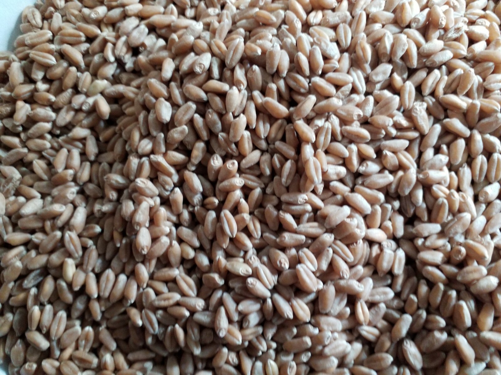 1 Lb (16 ounces) Semillas de Trigo Orgánicas/Organic Wheatgrass Seeds