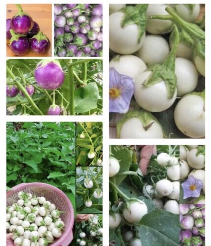 100++ Organic Thai small Mix white + Purple+ Green Eggplant Seeds – Hạt Cà Pháo