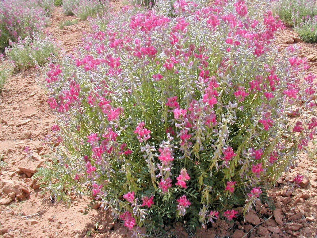 51+UTAH Northern SWEETVETCH Seeds Native Wildflower Drought Heat Cold Poor Soils