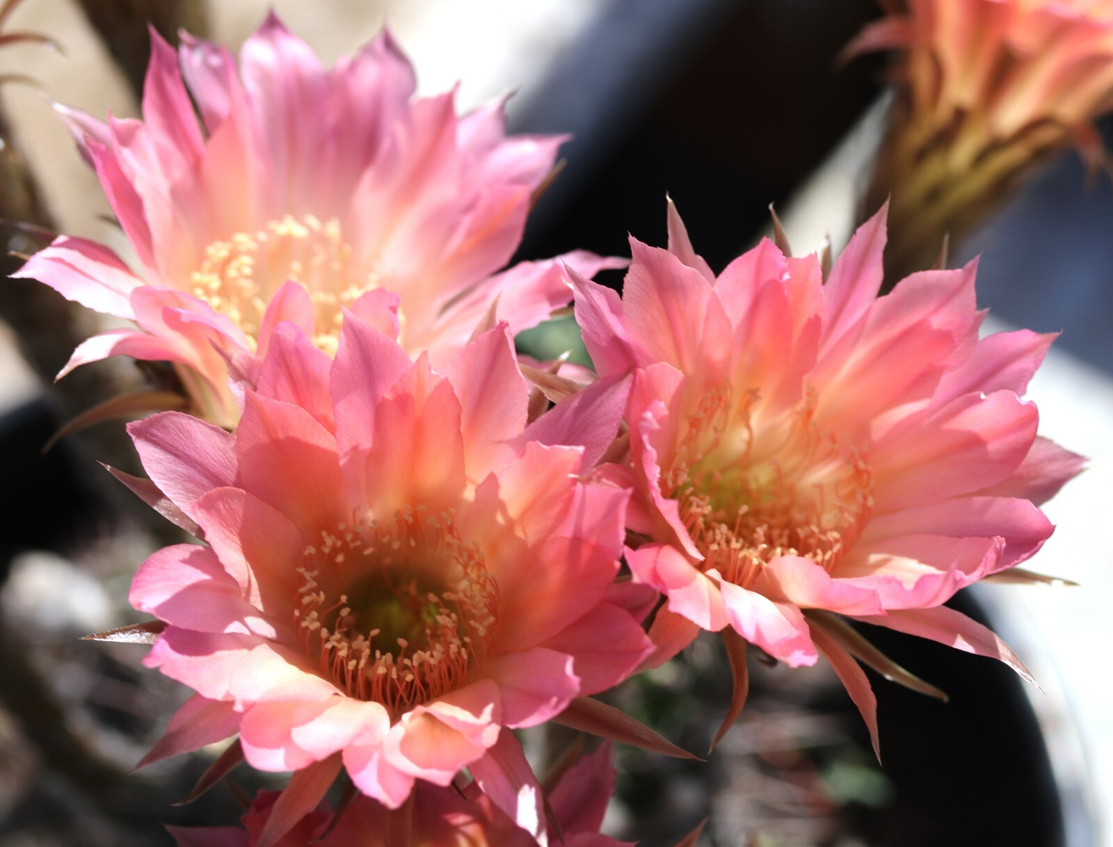 Echinopsis hybrid ‘Salmon Queen’