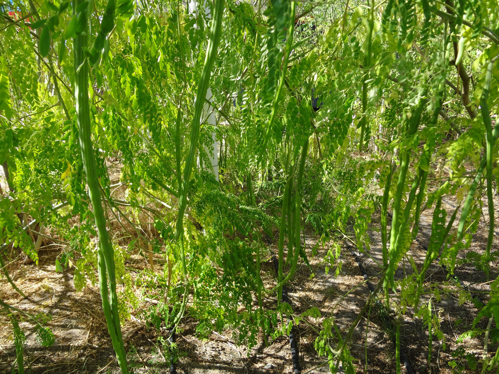 MORINGA Oleifera STX-2 EXTREMELY PRODUCTIVE Best Variety Organically Grown SEEDS