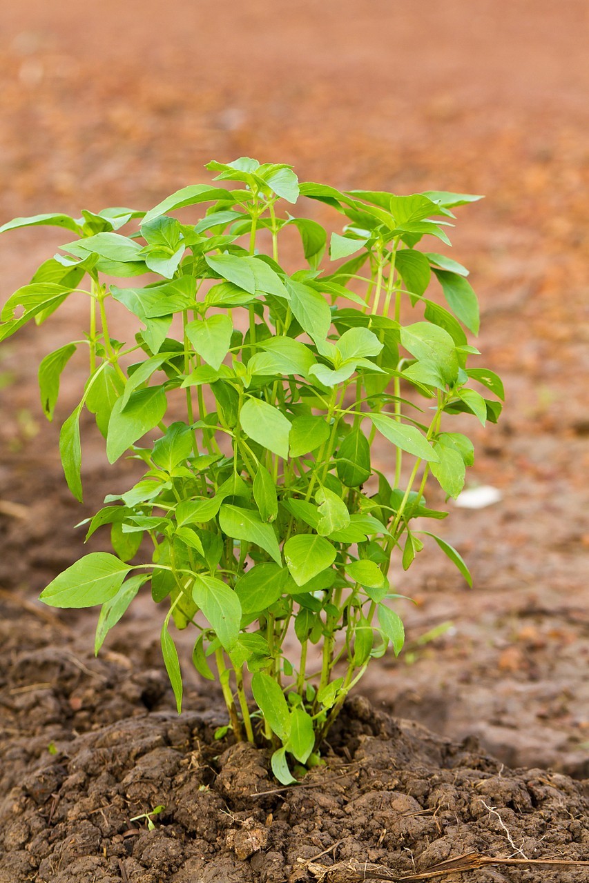 100 pcs Peanut Seeds for Planting. Raw Virginia Peanuts Seed for Home Garden