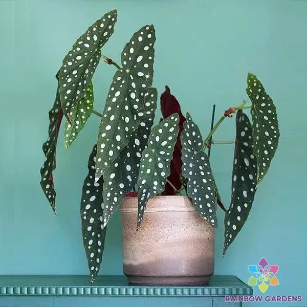 25+ Wightii Begonia Seeds for Garden Planting – USA – FREE SHIPPING!