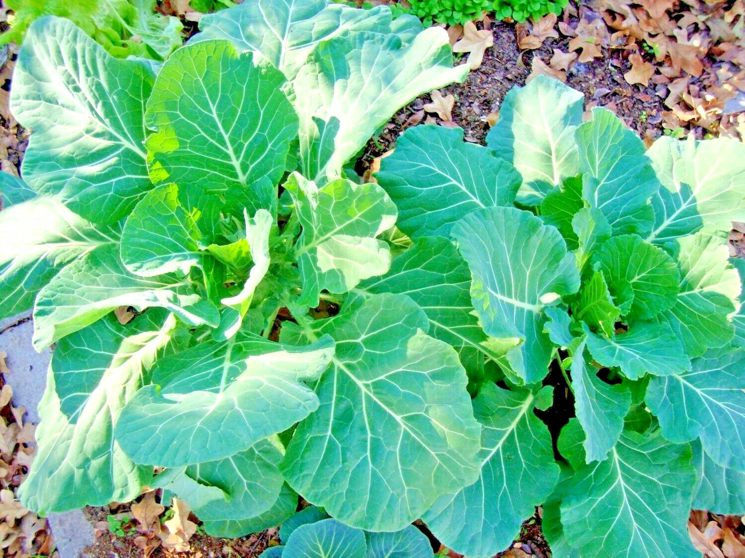 601+VATES COLLARD GREENS Seeds Heat Frost Tolerant Slow Bolt Garden Container