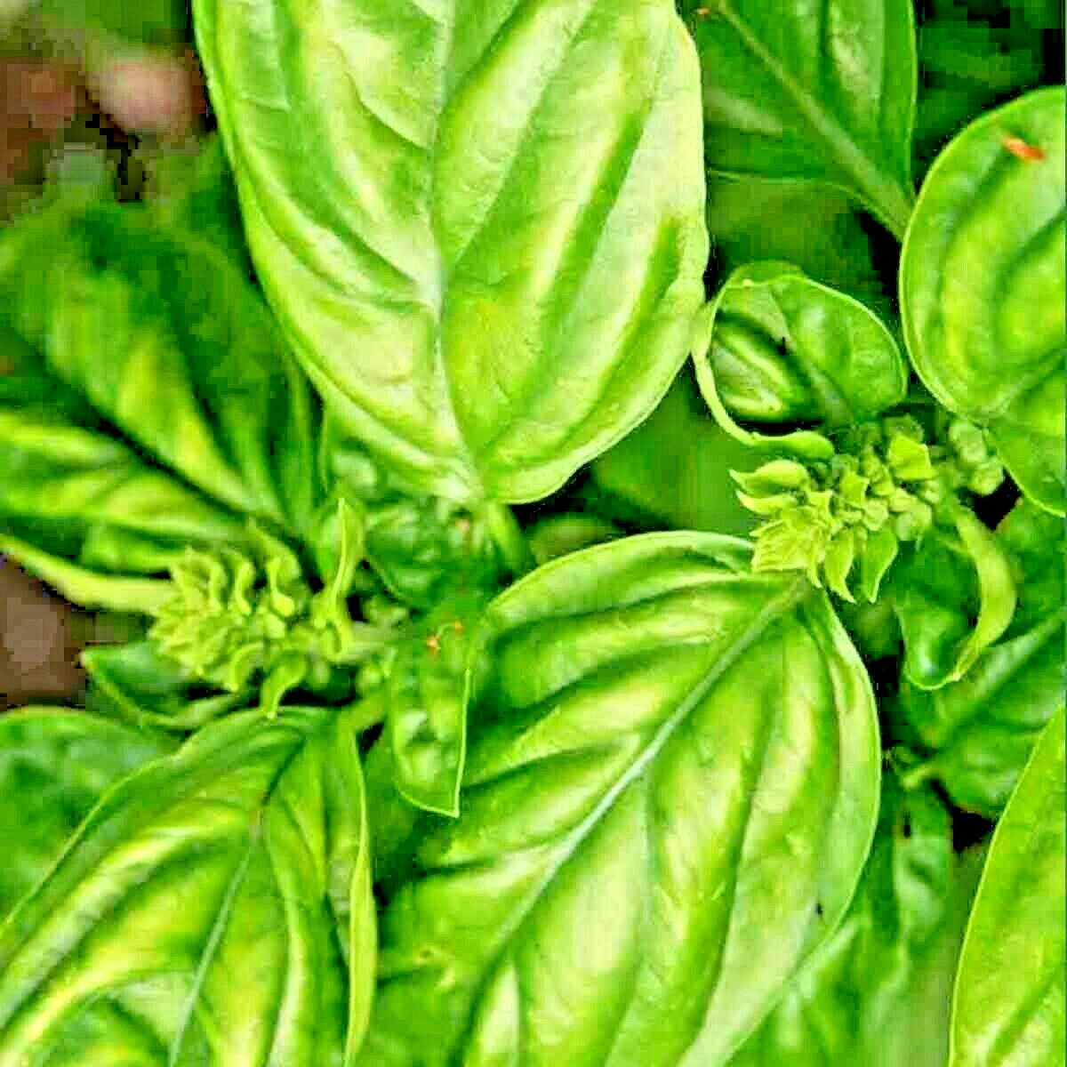 3000+ BASIL SEEDS SPRING LARGE LEAF HERB HEIRLOOM GARDEN MOSQUITO REPELLENT USA