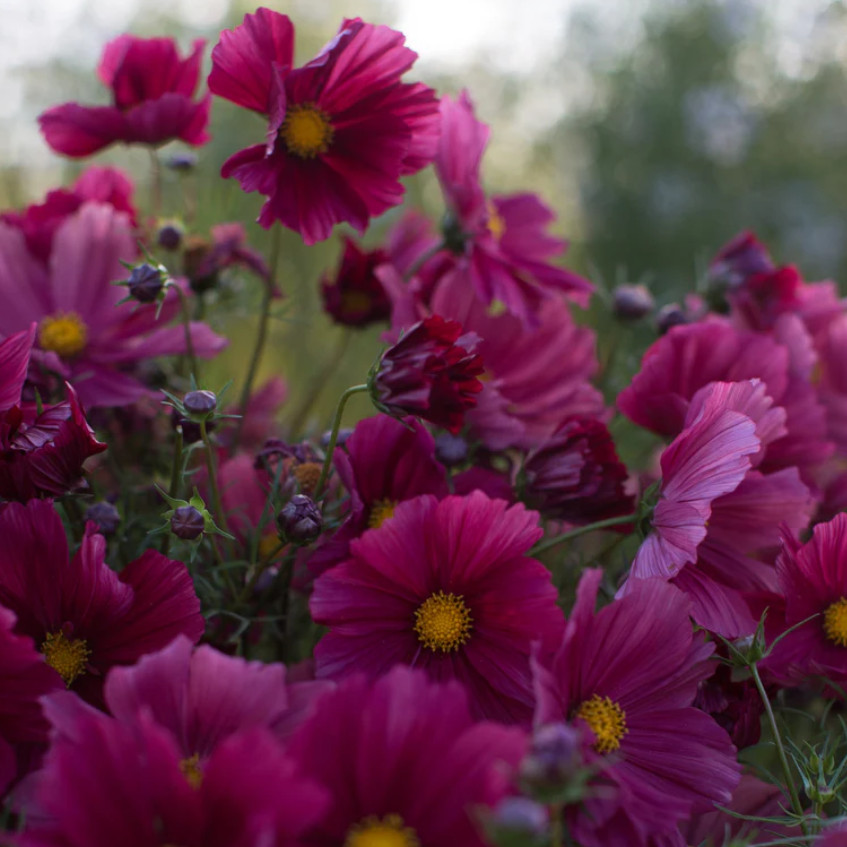 Cosmos RUBENZA Unique Ruby Color Pollinators Dwarf Butterflies Non-GMO 100 Seeds