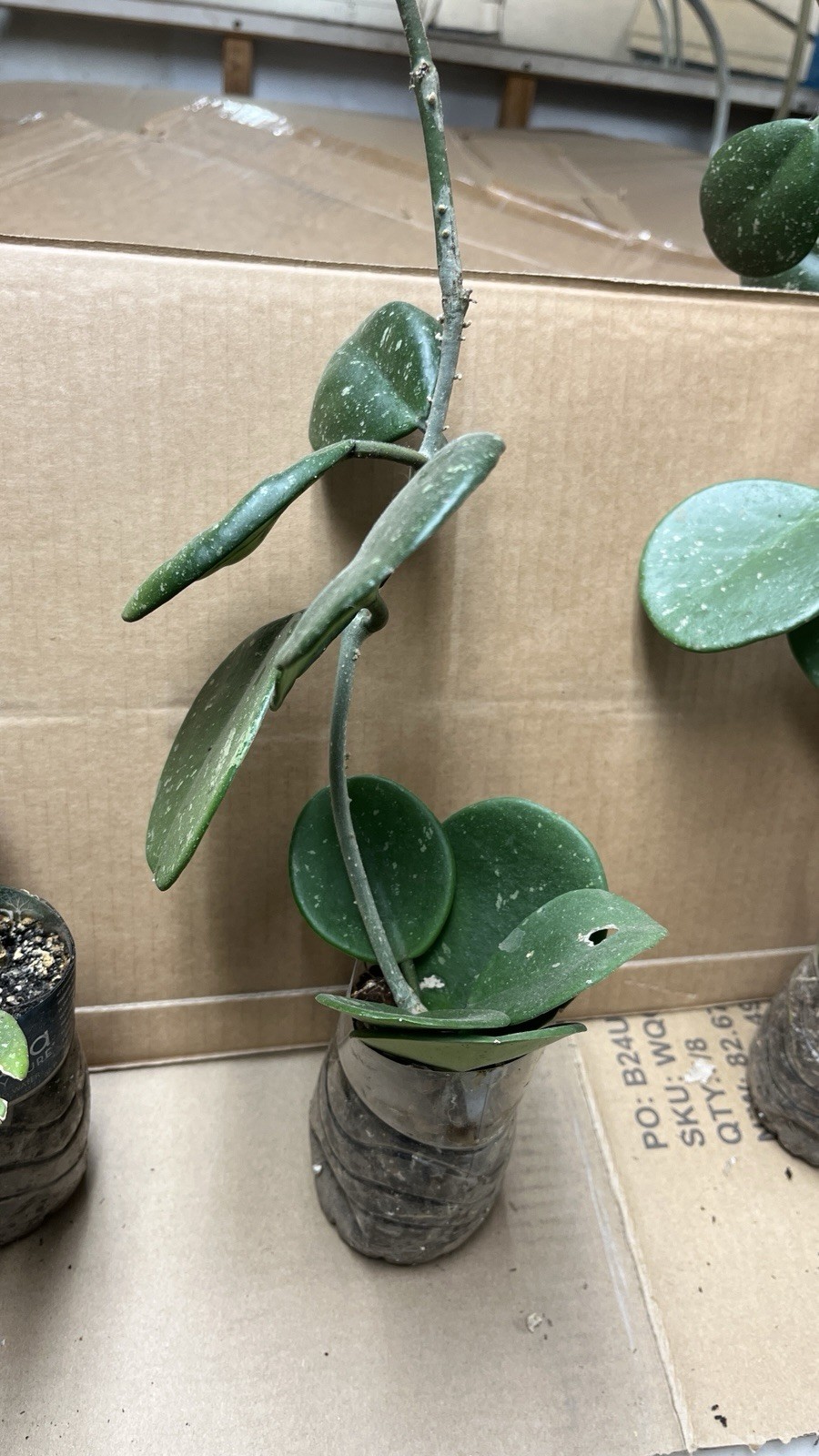 Hoya Obovata starter plant, well rooted, sent with the container, Wax plant