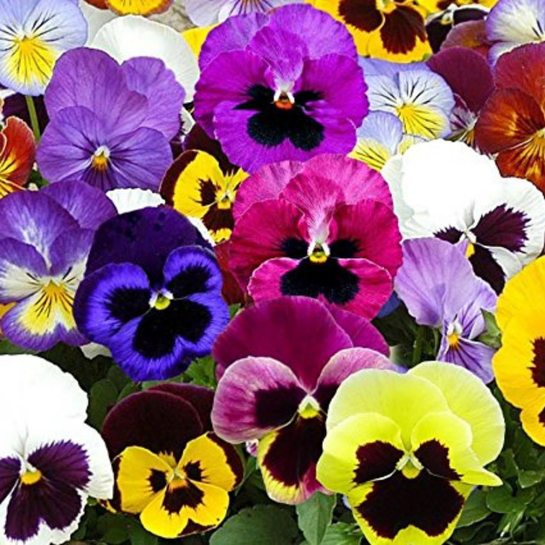 Fresh Premium Pansy Seeds | Swiss Giants | Heirloom Non-GMO | Flower seeds
