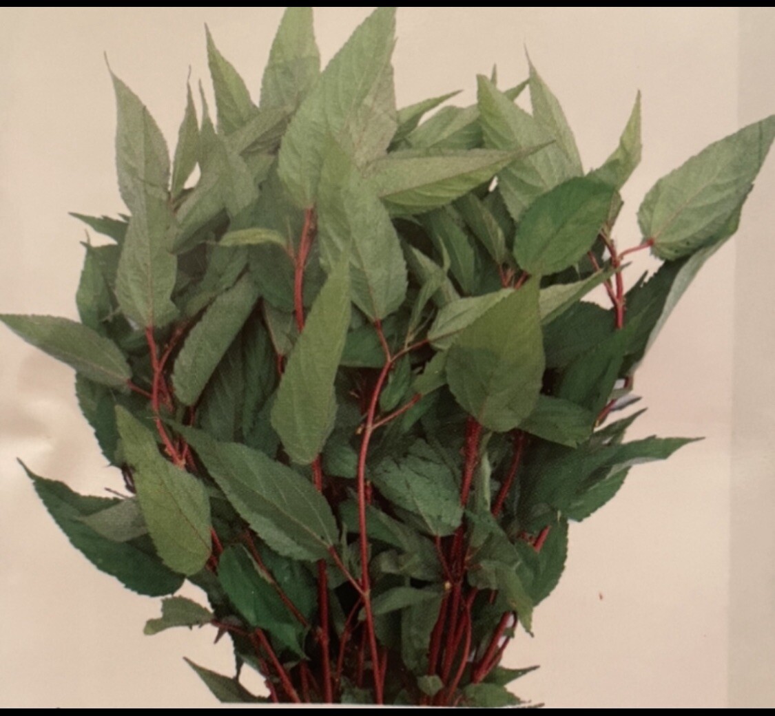 2000 Red Jute seeds; Molokhia; Rau Đay Đỏ; Egyptian Spinach